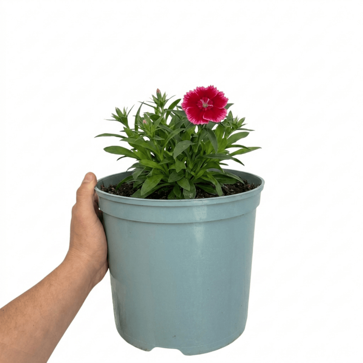 1 Dianthus Cherry Daiquiri Plant, Fragrant Hardy Summer Bedding Perennial, Outdoor Garden Ready, 5L Root Ball - Frankton's
