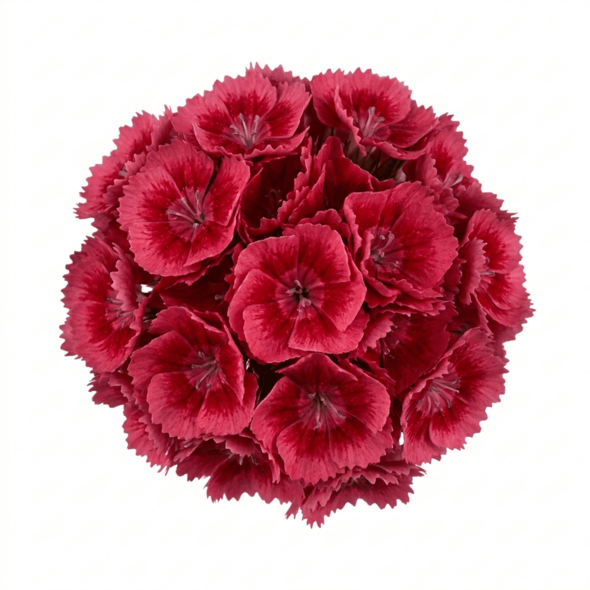 1 Dianthus Cherry Daiquiri Plant, Fragrant Hardy Summer Bedding Perennial, Outdoor Garden Ready, 5L Root Ball - Frankton's