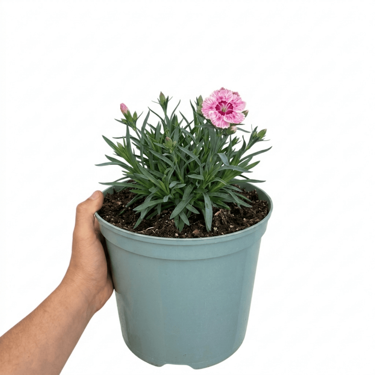 1 Dianthus Shirley Temple Plant, Fragrant Summer Flowering Hardy Perennial, 5L Root-Ball - Frankton's
