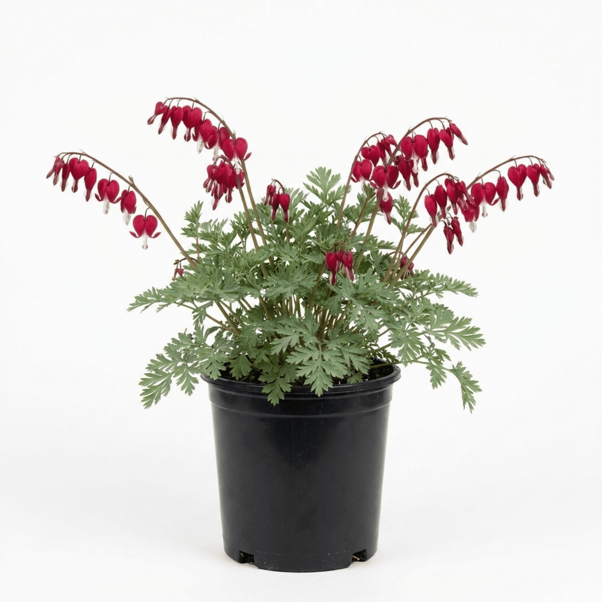 1 Dicentra Luxuriant Bleeding Heart Plant, Hardy Shade Perennial, Garden Ready, 17cm Root-Ball - Frankton's