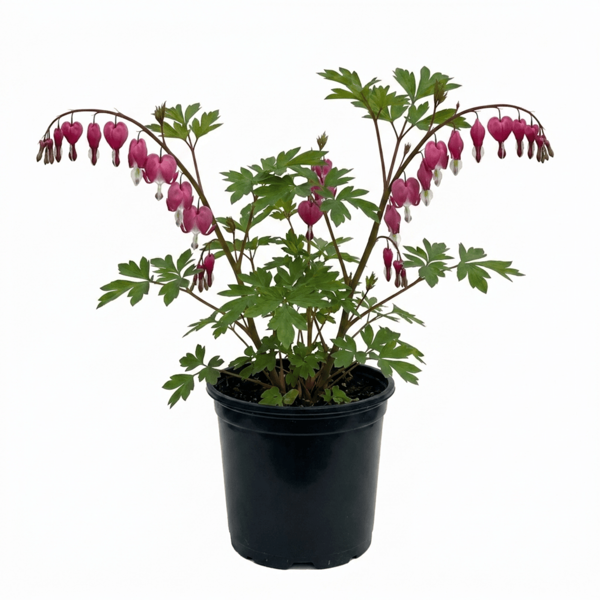 1 Dicentra Spectabilis Bleeding Heart Plant, Hardy Shade Loving Perennial, Garden Ready, 17cm Root-Ball - Frankton's