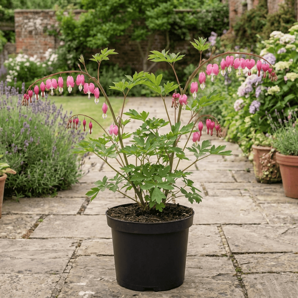 1 Dicentra Spectabilis Bleeding Heart Plant, Hardy Shade Loving Perennial, Garden Ready, 17cm Root-Ball - Frankton's