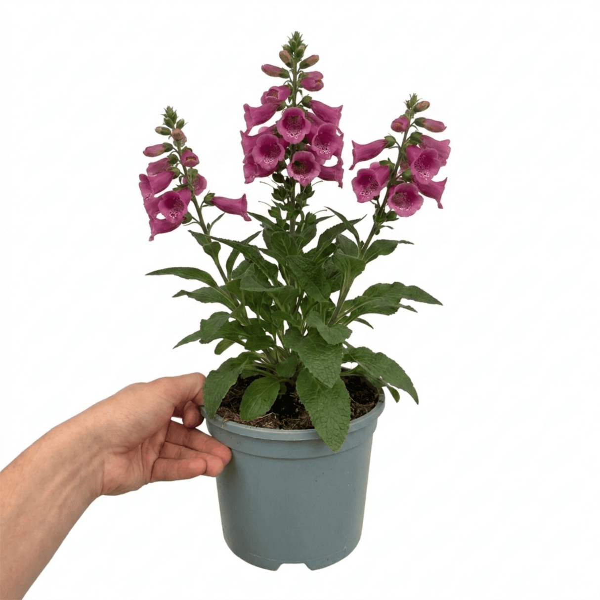 1 Digitalis Hanabee Deep Rose Foxglove Plant, Bee Friendly Hardy Perennial, 2 Litre Root Ball - Frankton's