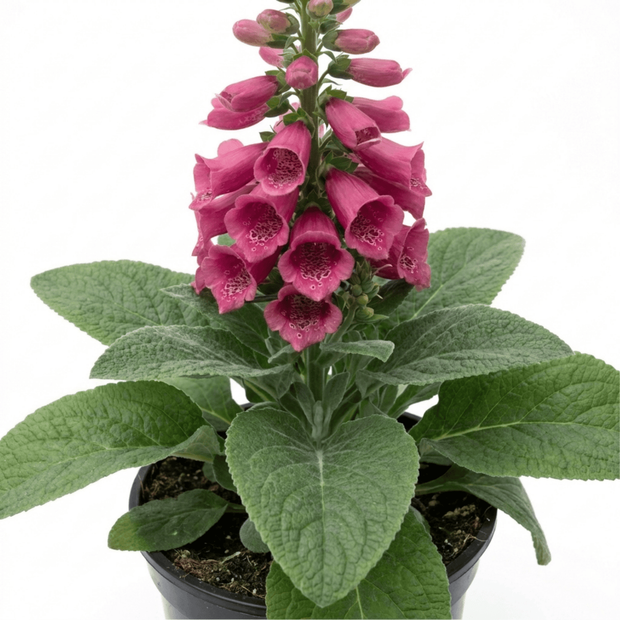 1 Digitalis Hanabee Deep Rose Foxglove Plant, Bee Friendly Hardy Perennial, 2 Litre Root Ball - Frankton's