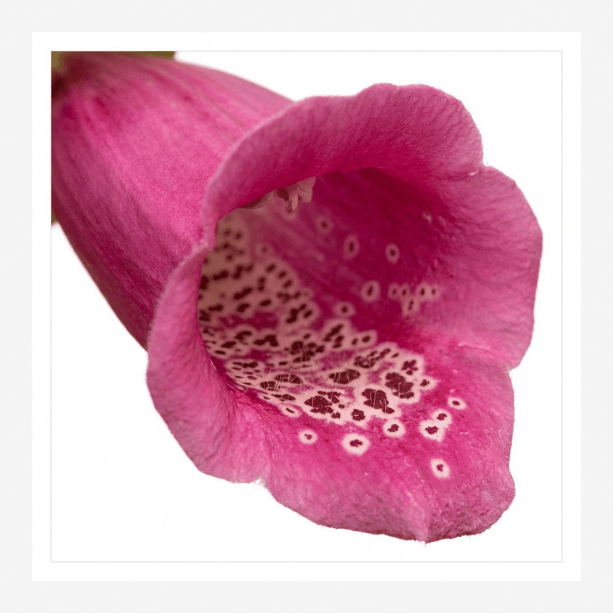 1 Digitalis Hanabee Deep Rose Foxglove Plant, Bee Friendly Hardy Perennial, 3 Litre Root Ball - Frankton's