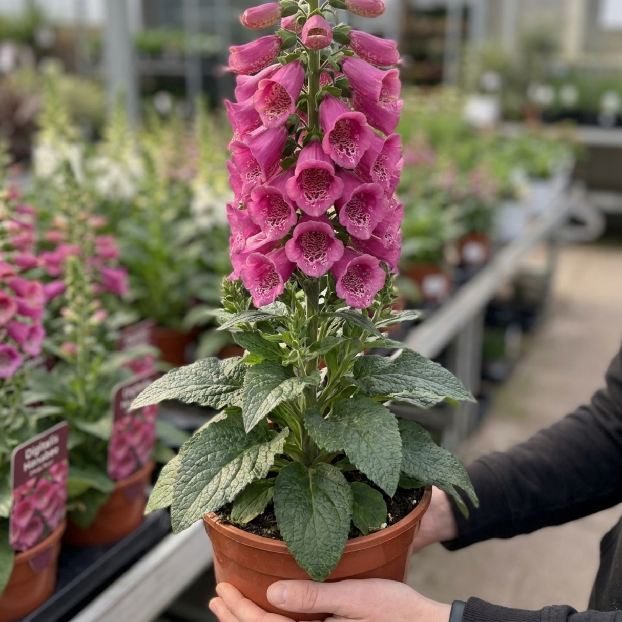 1 Digitalis Hanabee Deep Rose Foxglove Plant, Bee Friendly Hardy Perennial, 3 Litre Root Ball - Frankton's