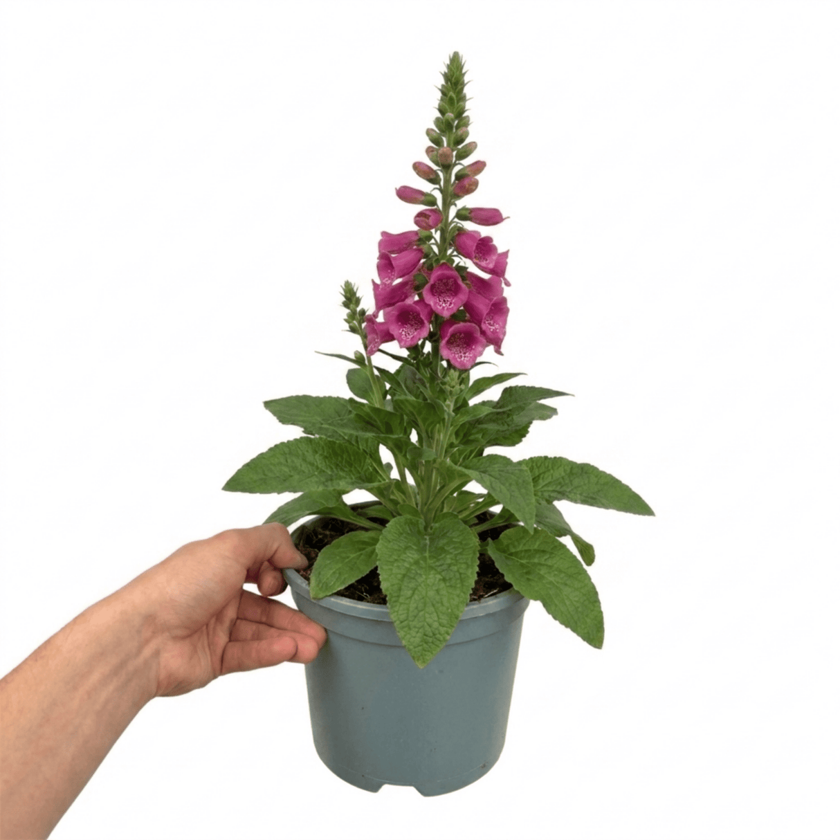 1 Digitalis Hanabee Deep Rose Foxglove Plant, Bee Friendly Hardy Perennial, 3 Litre Root Ball - Frankton's