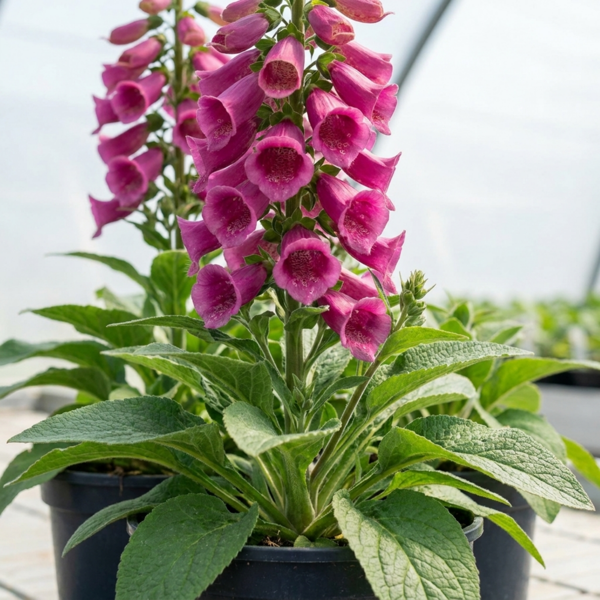 1 Digitalis Hanabee Deep Rose Foxglove Plant, Bee Friendly Hardy Perennial, 3 Litre Root Ball - Frankton's