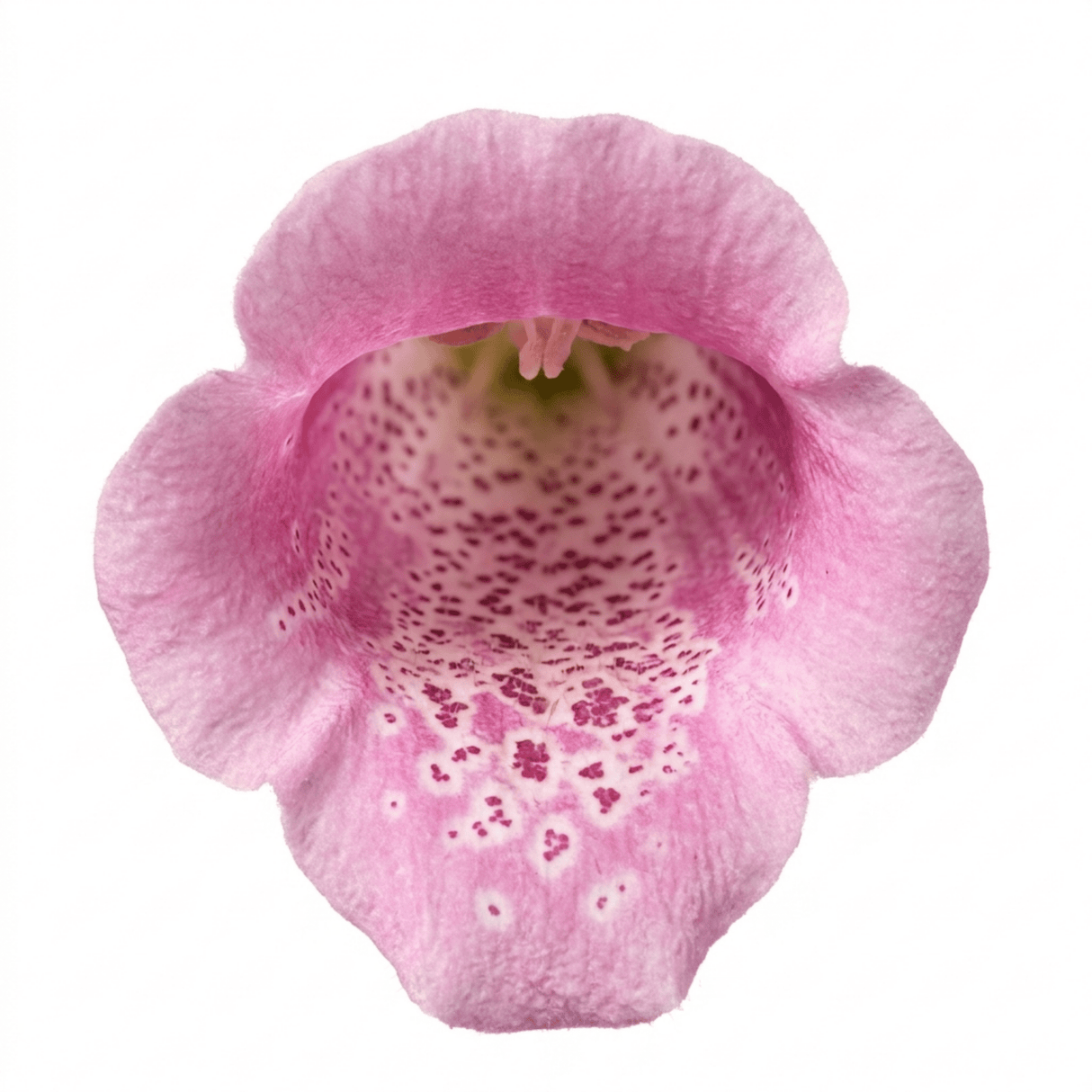 1 Digitalis Hanabee Pink Foxglove, Compact Bee Friendly Perennial Plant, Garden Ready, 3 Litre Root Ball - Frankton's