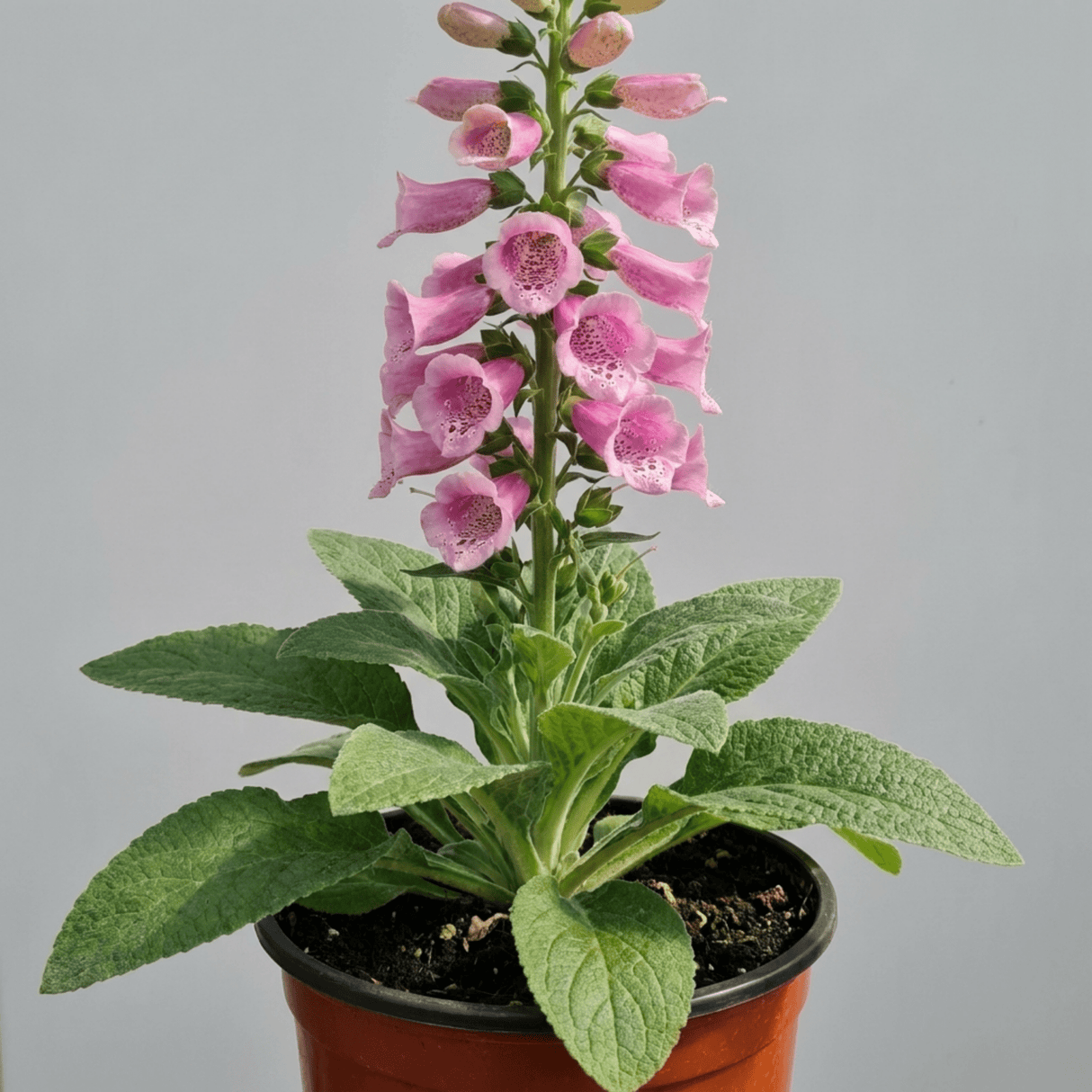 1 Digitalis Hanabee Pink Foxglove, Compact Bee Friendly Perennial Plant, Garden Ready, 3 Litre Root Ball - Frankton's
