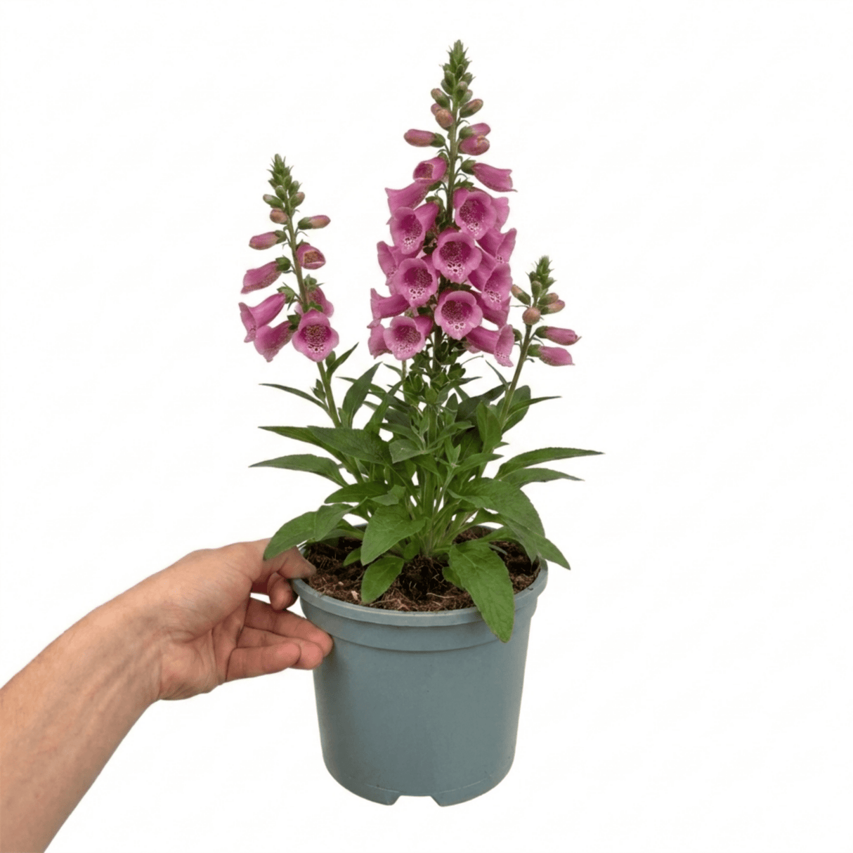 1 Digitalis Hanabee Pink Foxglove, Compact Bee Friendly Perennial Plant, Garden Ready, 3 Litre Root Ball - Frankton's