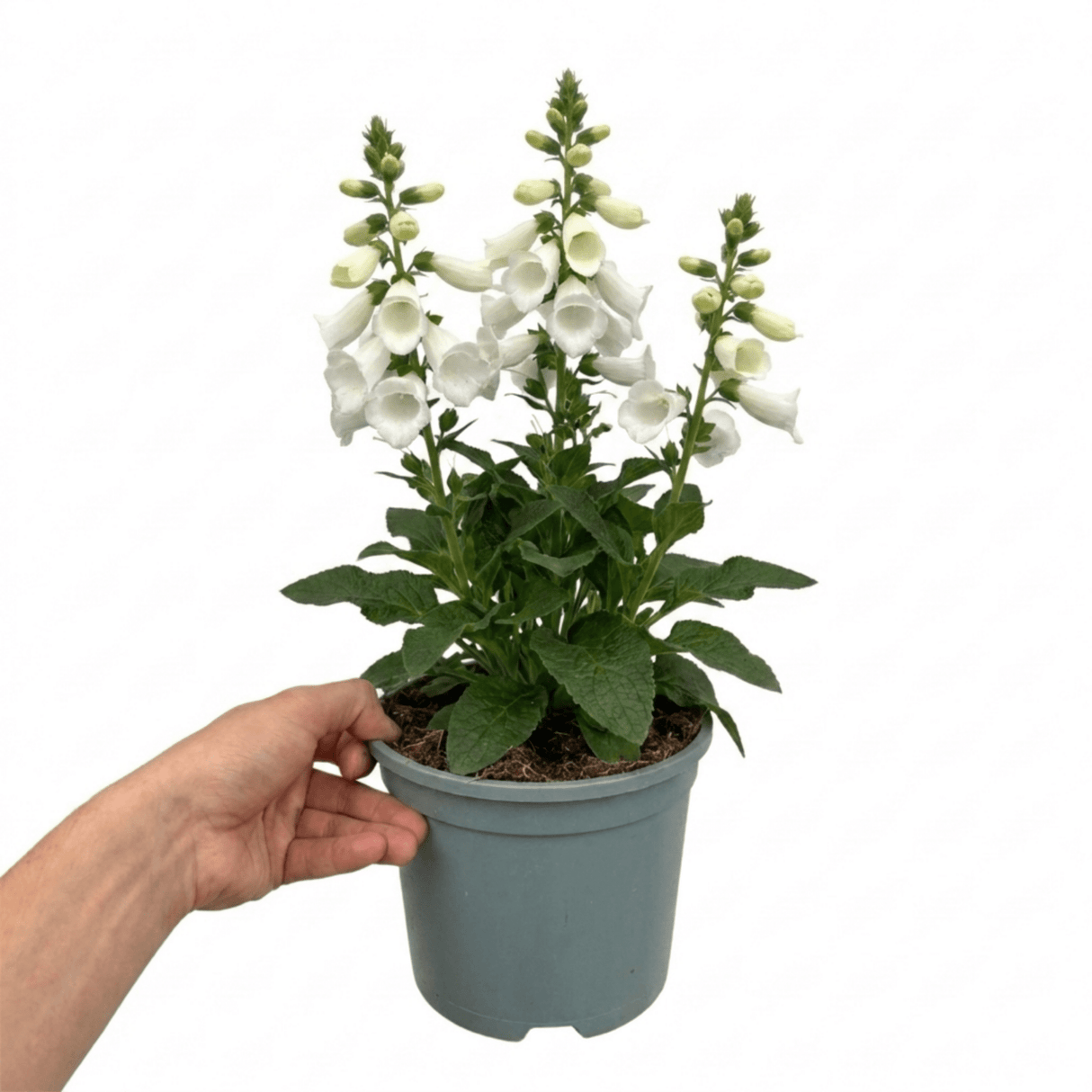 1 Digitalis Hanabee White Foxglove Plant, Hardy Bee Friendly Perennial, Summer Flowering, 2 Litre Root Ball - Frankton's