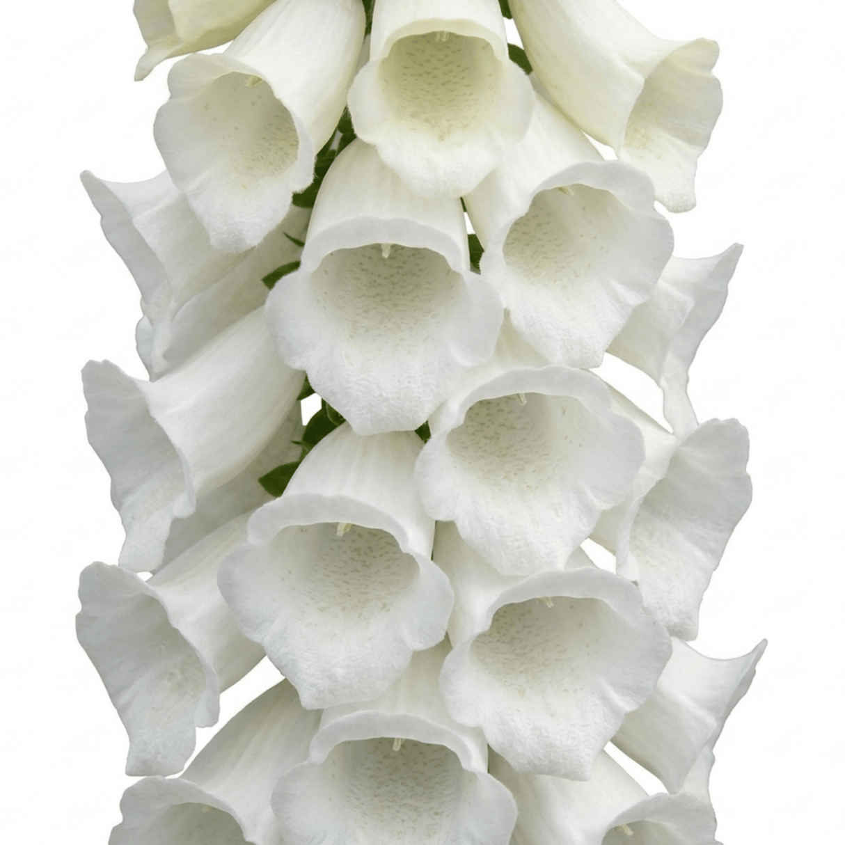1 Digitalis Hanabee White Foxglove Plant, Hardy Bee Friendly Perennial, Summer Flowering, 2 Litre Root Ball - Frankton's