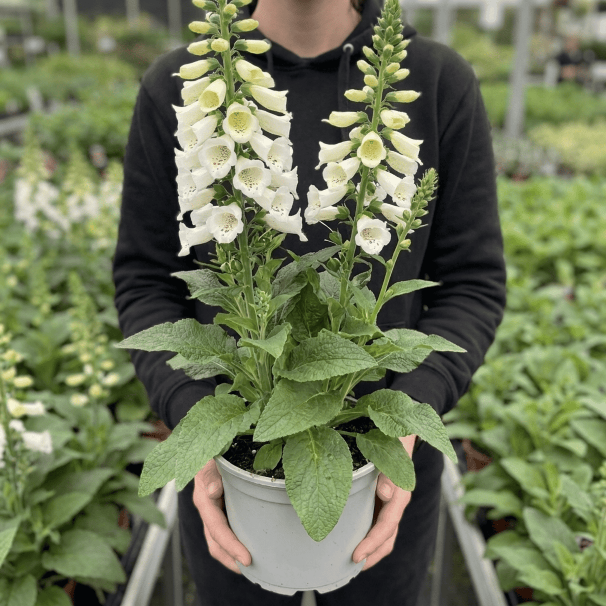 1 Digitalis Hanabee White Foxglove Plant, Hardy Bee Friendly Perennial, Summer Flowering, 2 Litre Root Ball - Frankton's