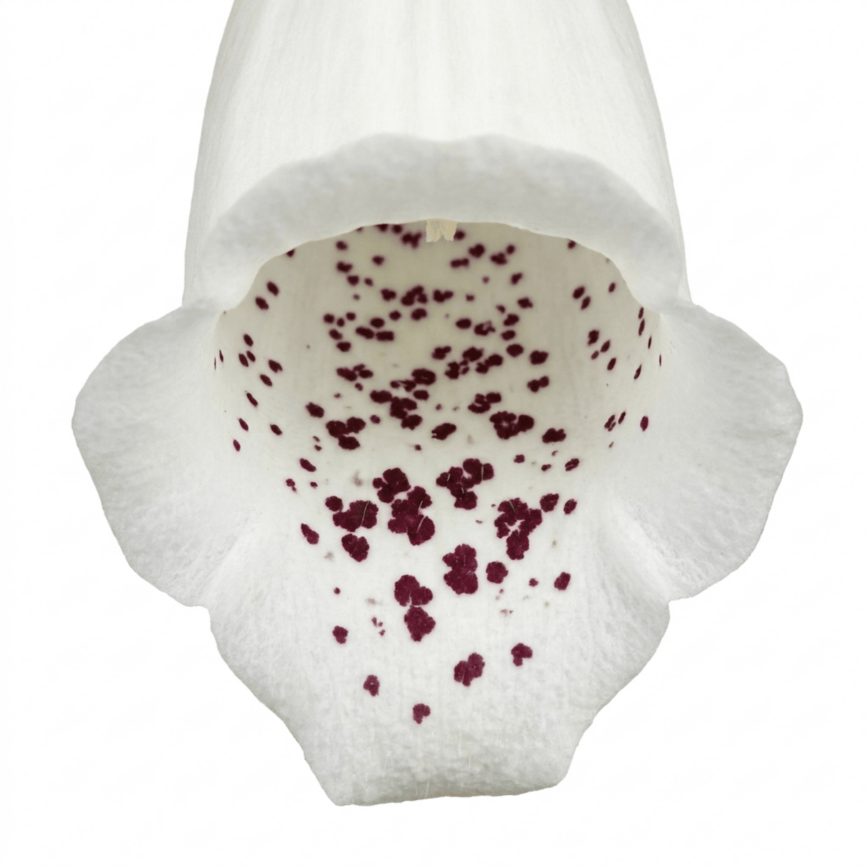 1 Digitalis Hanabee White Foxglove Plant, Hardy Perennial, Bee Friendly, 3 Litre Root Ball - Frankton's