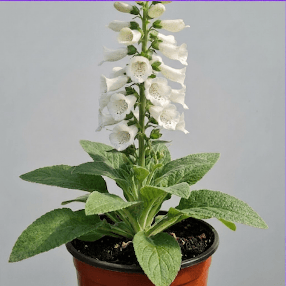 1 Digitalis Hanabee White Foxglove Plant, Hardy Perennial, Bee Friendly, 3 Litre Root Ball - Frankton's