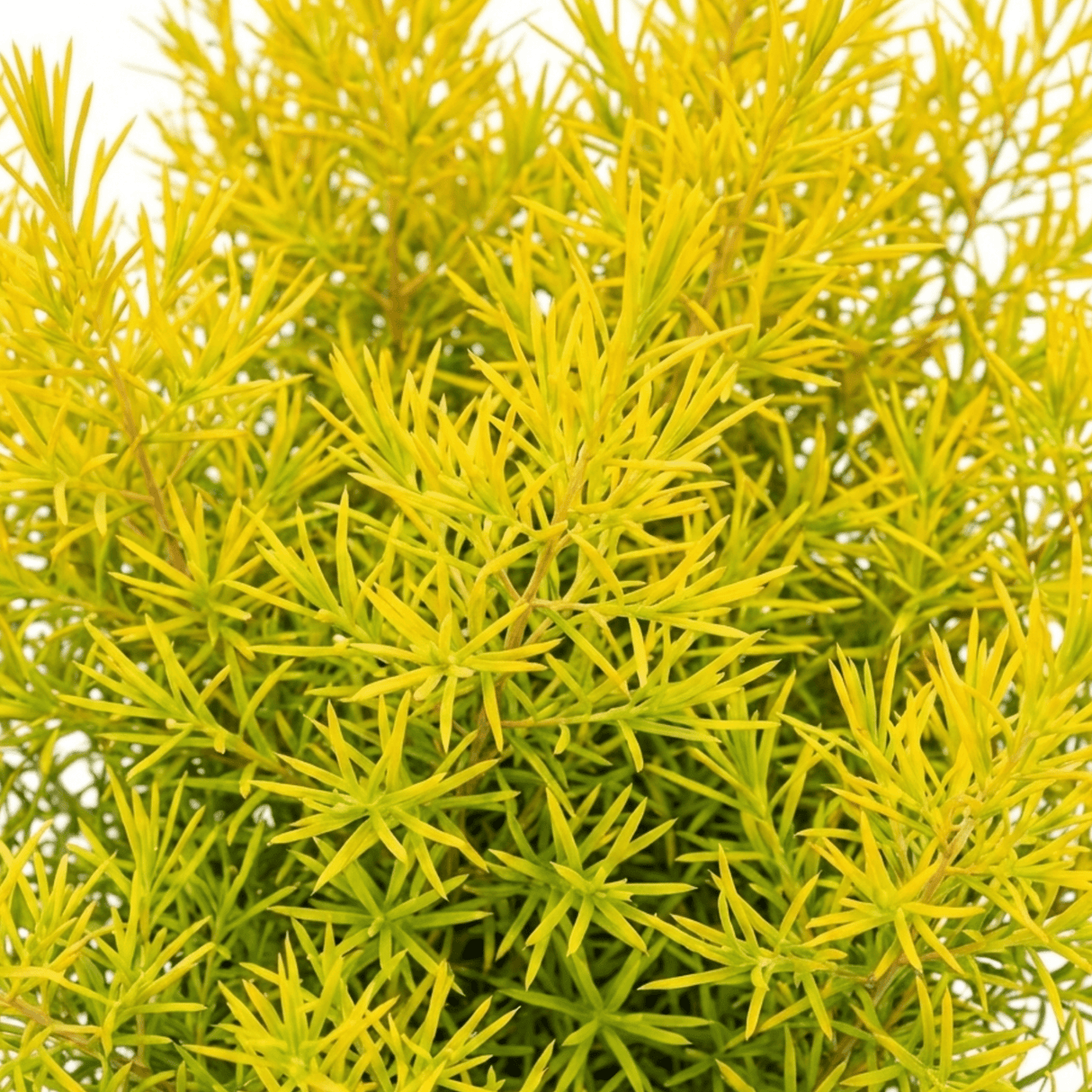1 Diosma Sunset Gold Plant, Hardy Evergreen Flowering Shrub, Outdoor Garden Ready, 3L 17cm Root Ball - Frankton's