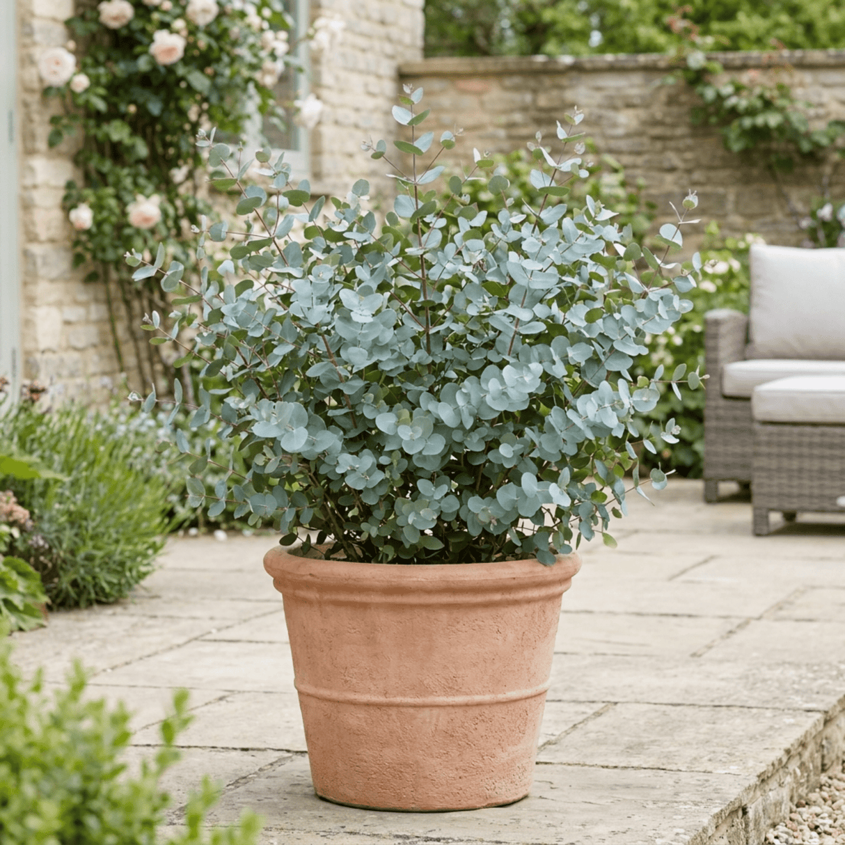 1 Eucalyptus Gunnii France Blue Tree, Hardy Evergreen Outdoor Garden Plant, 7.5 Litre Root-Ball - Frankton's