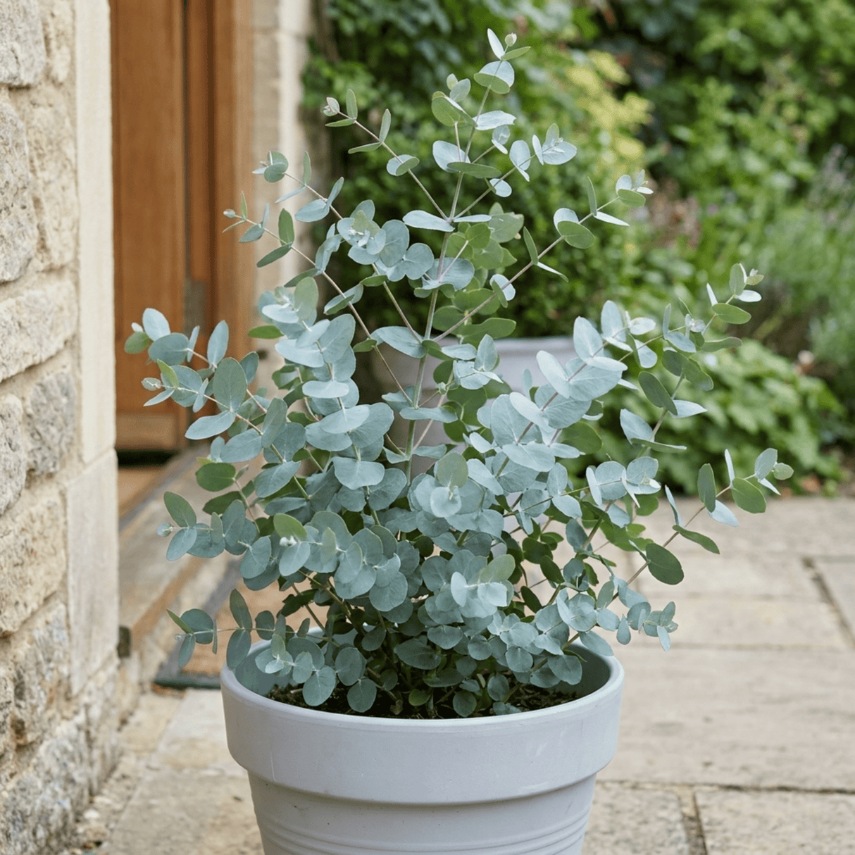 1 Eucalyptus Gunnii France Blue Tree, Hardy Evergreen Outdoor Garden Plant, 7.5 Litre Root-Ball - Frankton's