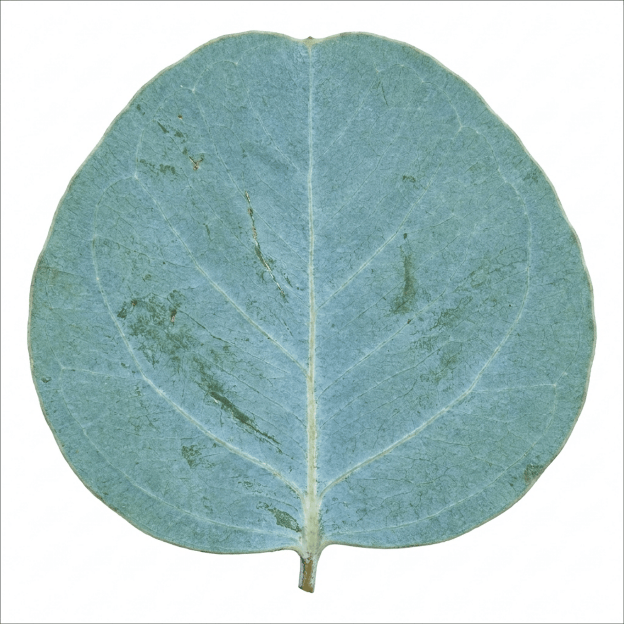 1 Eucalyptus Gunnii France Blue Tree, Hardy Evergreen Outdoor Garden Plant, 7.5 Litre Root-Ball - Frankton's