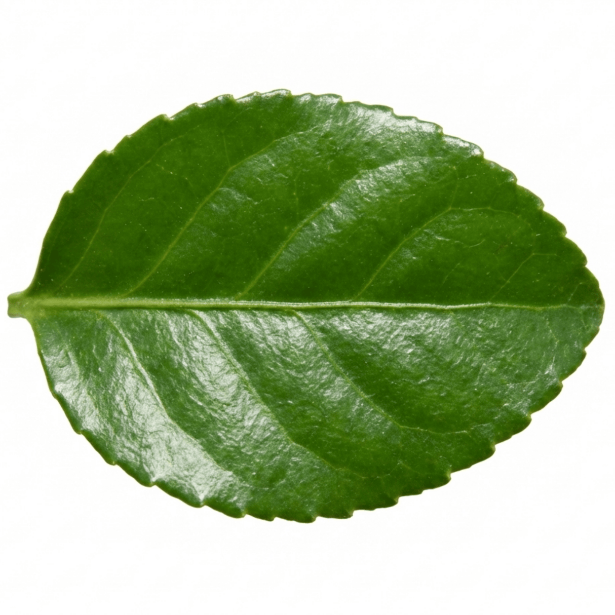 1 Euonymus Microphyllus Hardy Evergreen Hedge Plant, Buxus Alternative Garden Shrub, 26cm Root Ball - Frankton's