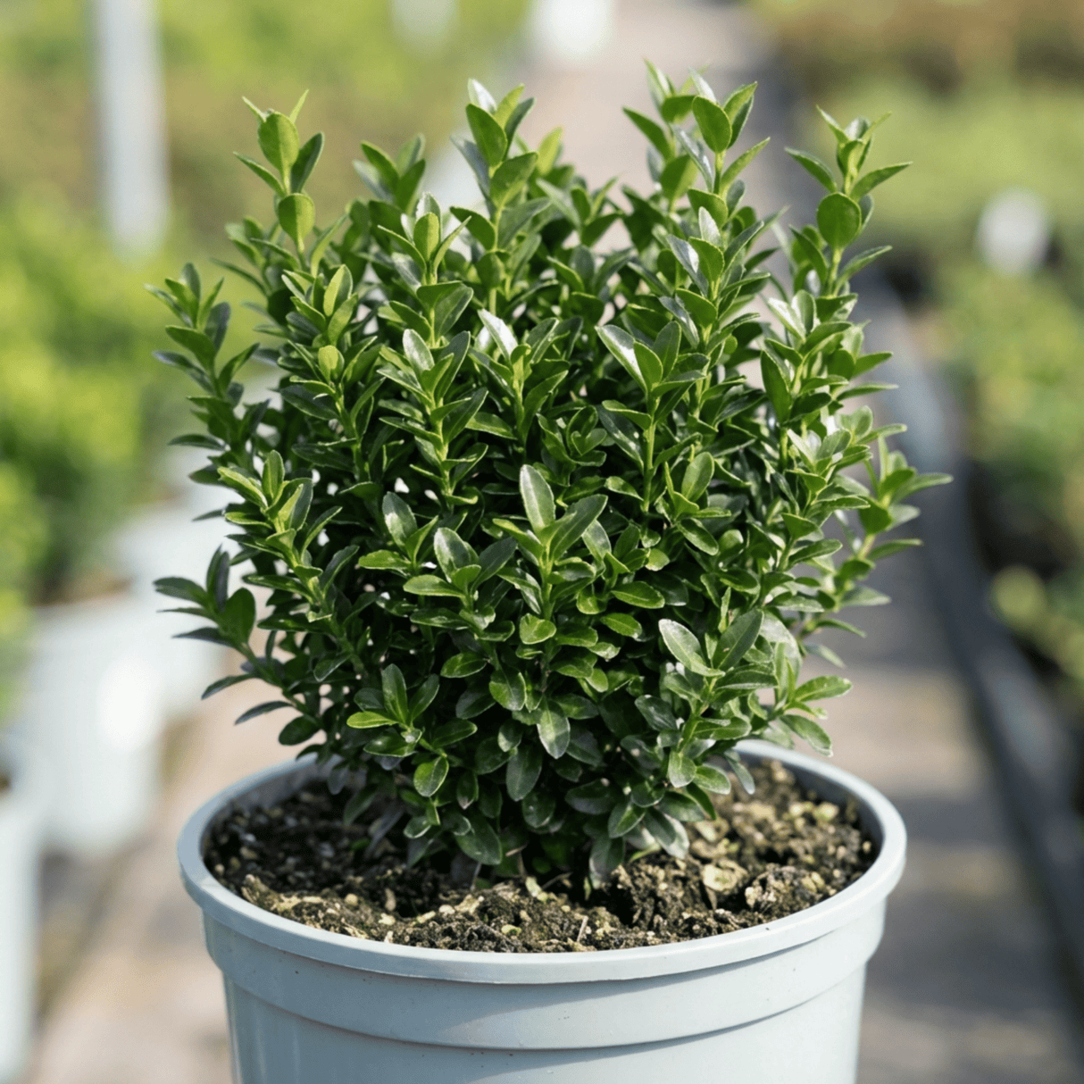 1 Euonymus Microphyllus Hardy Evergreen Hedge Plant, Buxus Alternative Garden Shrub, 26cm Root Ball - Frankton's