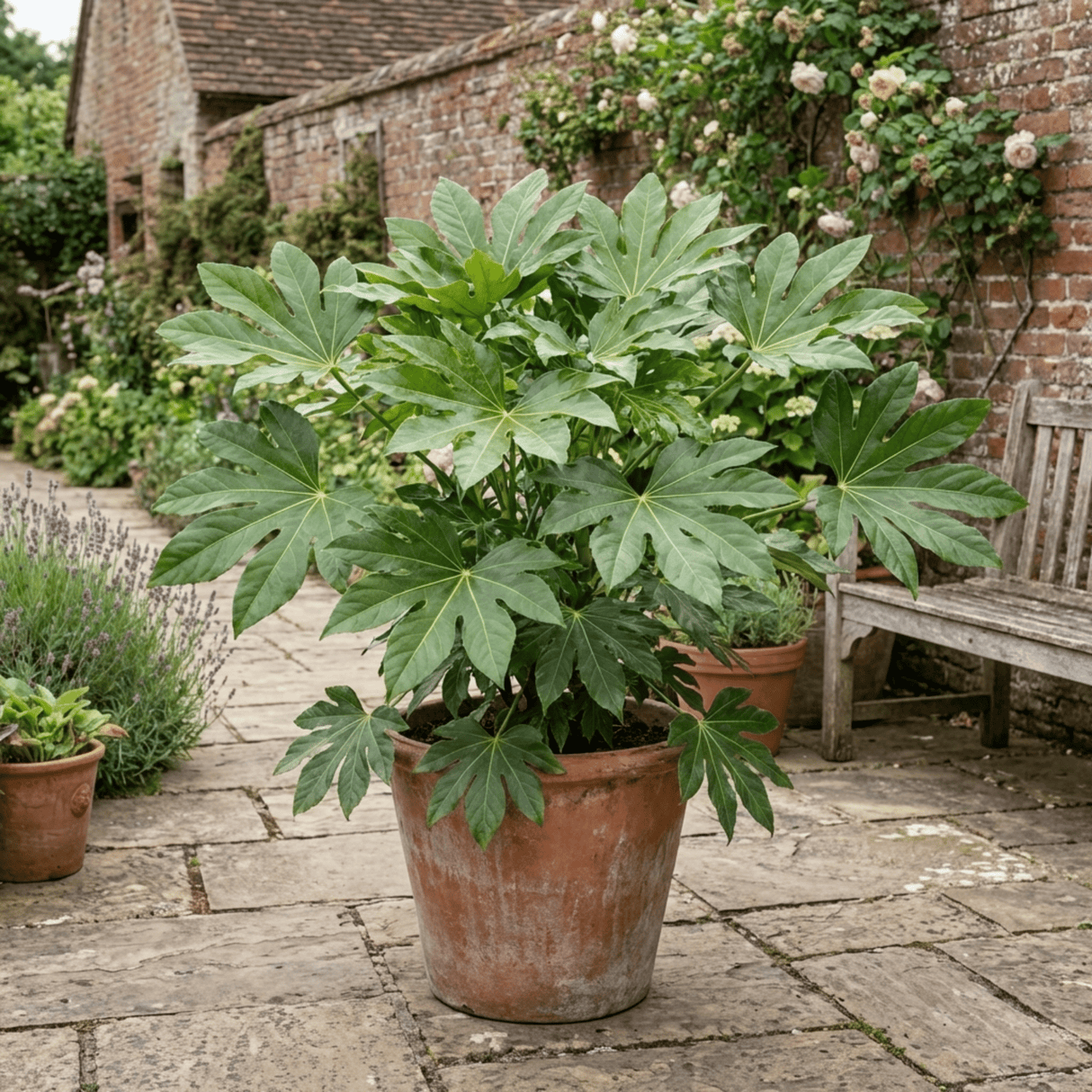 1 Fatsia Japonica Japanese Aralia Plant, Hardy Evergreen Shade Loving Shrub, 7.5 Litre Root-Ball - Frankton's
