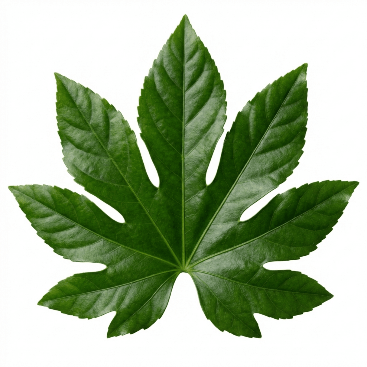1 Fatsia Japonica Japanese Aralia Plant, Hardy Evergreen Shade Loving Shrub, 7.5 Litre Root-Ball - Frankton's