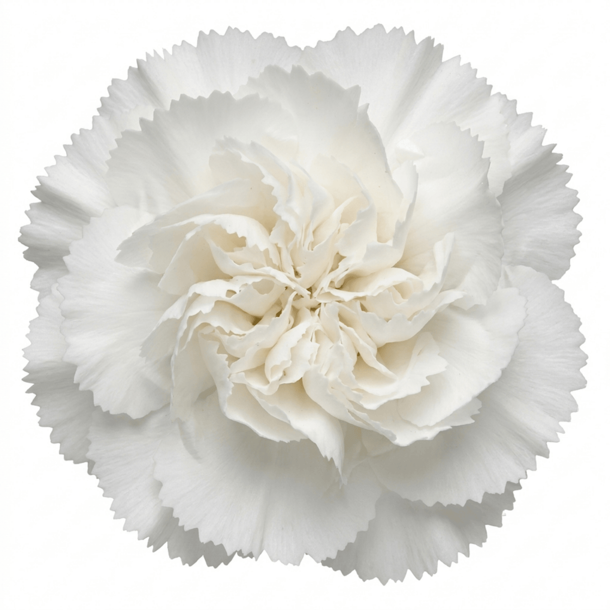 1 Fragrant Cottage Pink Dianthus Memories, Hardy Perennial Summer Flowering Garden Plant, 5L Root Ball - Frankton's
