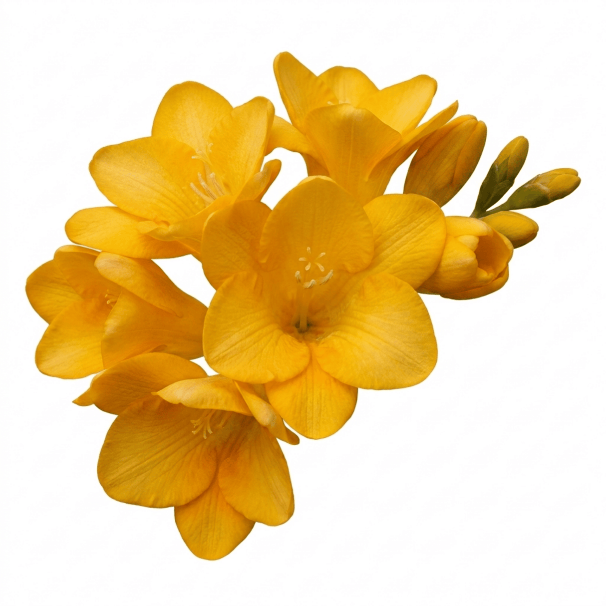 1 Freesia Gold River Outdoor Garden Plant, Fragrant Hardy Summer Flowering Perennial, 2 Litre Root Ball - Frankton's