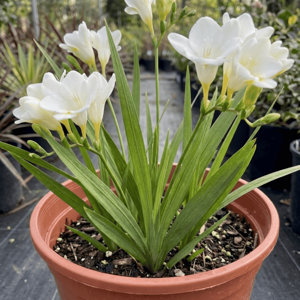 1 Freesia White River Perennial Plant, Fragrant Scented Summer Flowers, Outdoor Garden Ready, 17cm Root-Ball - Frankton's