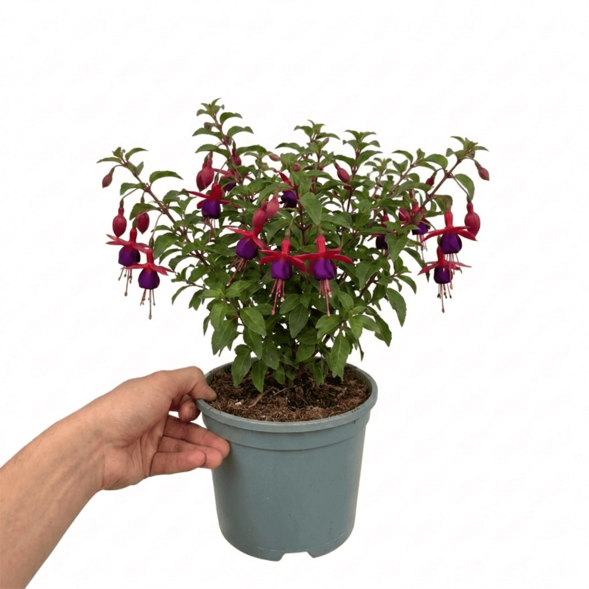 1 Fuchsia Dollar Princess Hardy Perennial Flowering Plant, Outdoor Garden Ready, 3 Litre Root-Ball - Frankton's