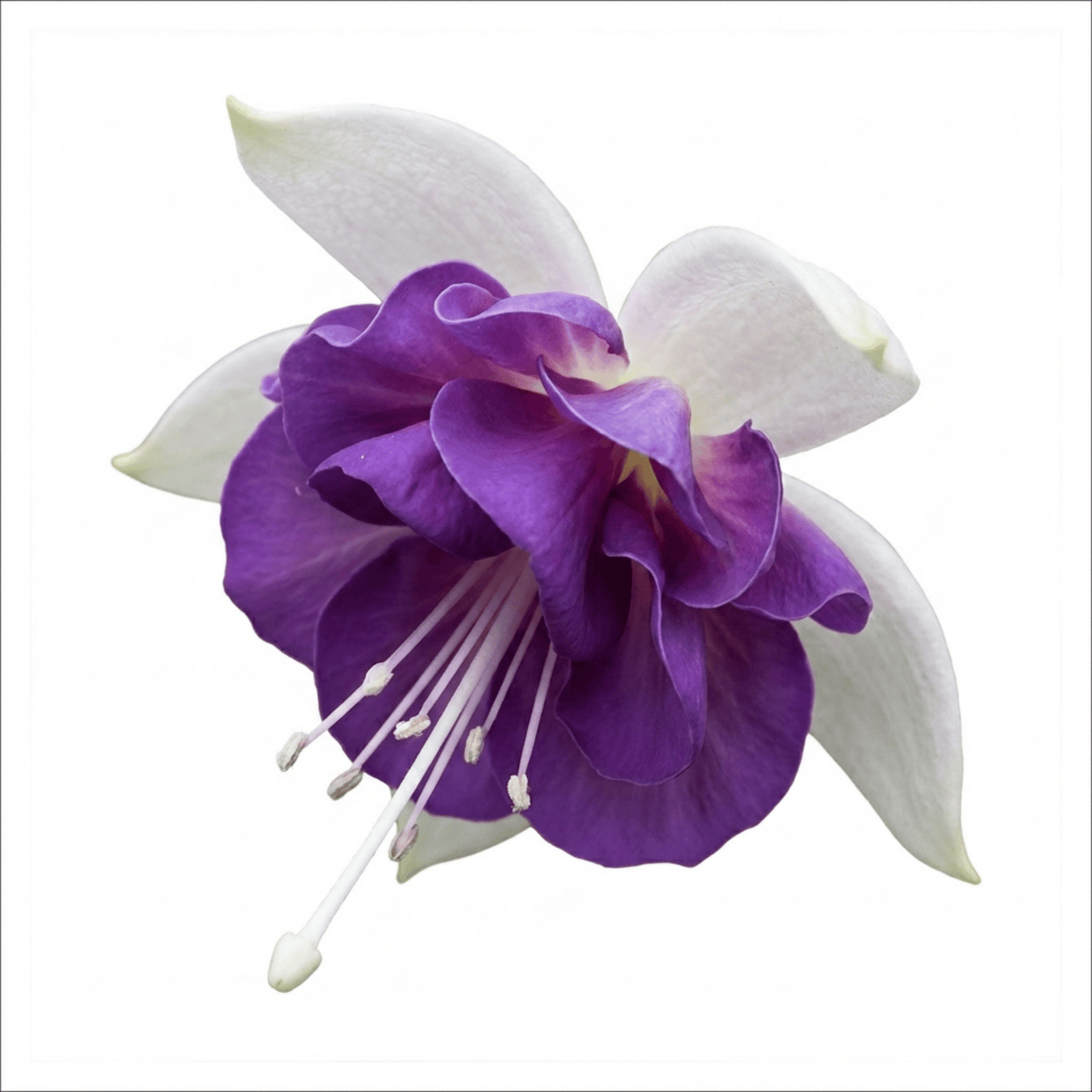 1 Fuchsia Dollar Princess Hardy Perennial Flowering Plant, Outdoor Garden Ready, 3 Litre Root-Ball - Frankton's