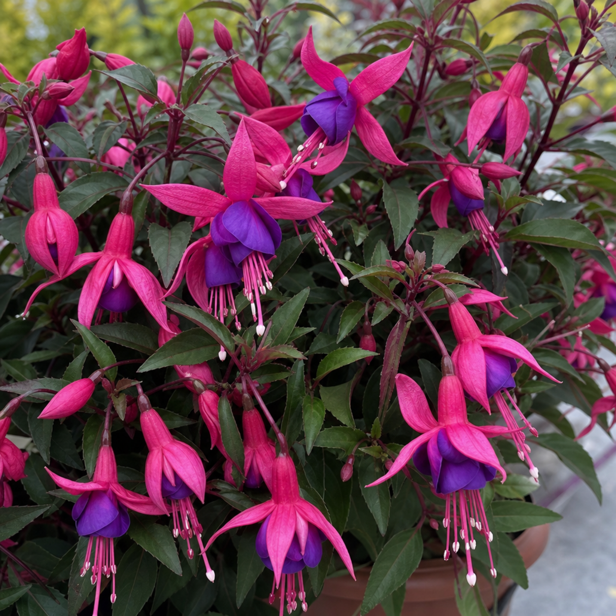 1 Fuchsia Dollar Princess Hardy Perennial Flowering Plant, Outdoor Garden Ready, 3 Litre Root-Ball - Frankton's