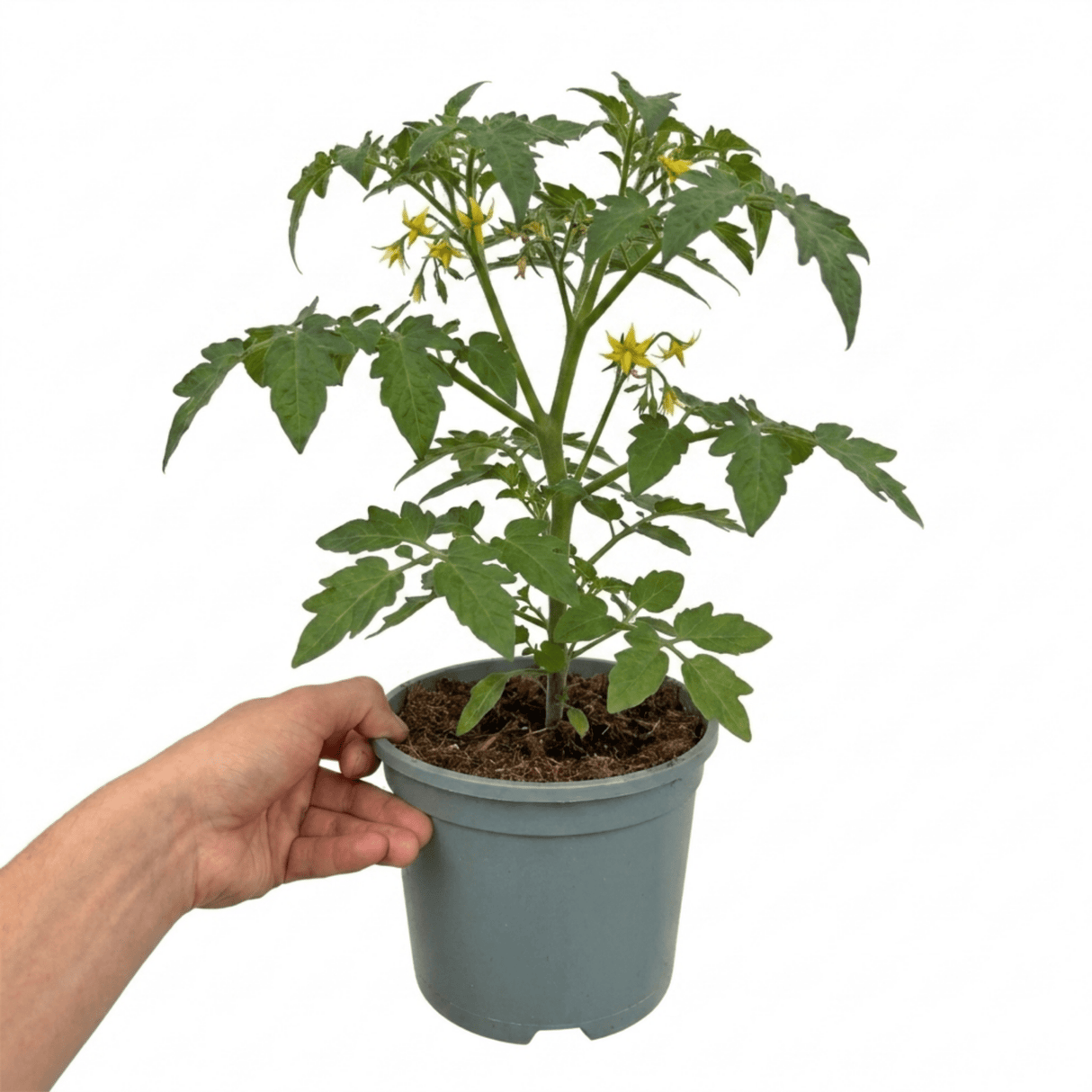 1 Gardeners Delight Cherry Tomato Plant, Live Outdoor Garden Ready, Established 2 Litre Root Ball - Frankton's