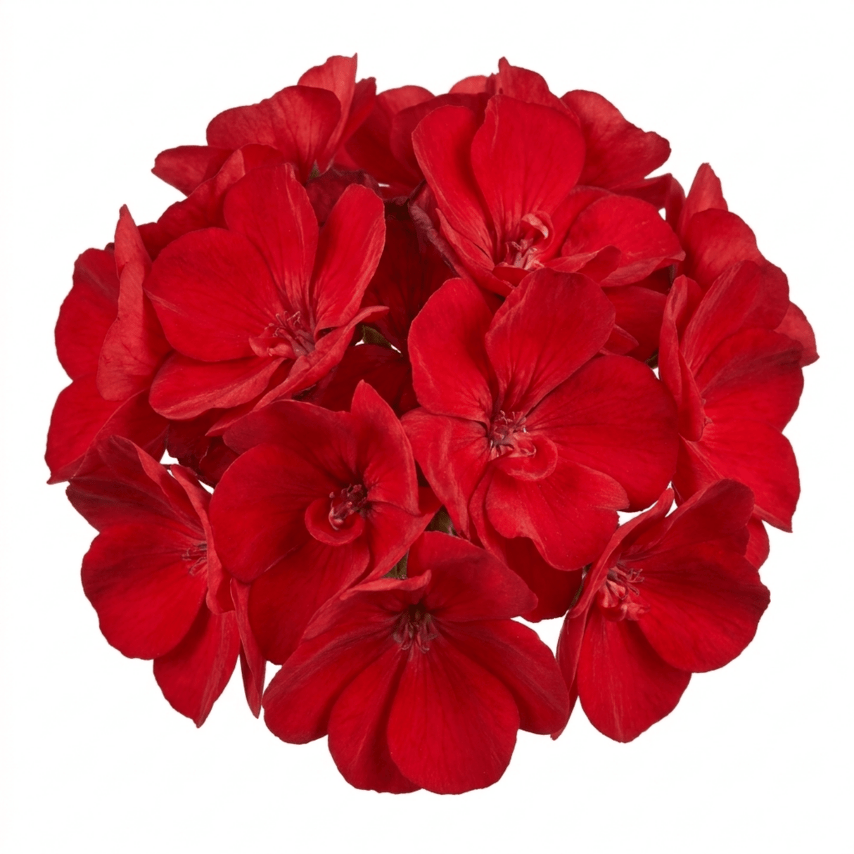 1 Geranium Calliope M Scarlet Red Plant, Large Flowering Summer Garden Ready, 5 Litre Root-Ball - Frankton's