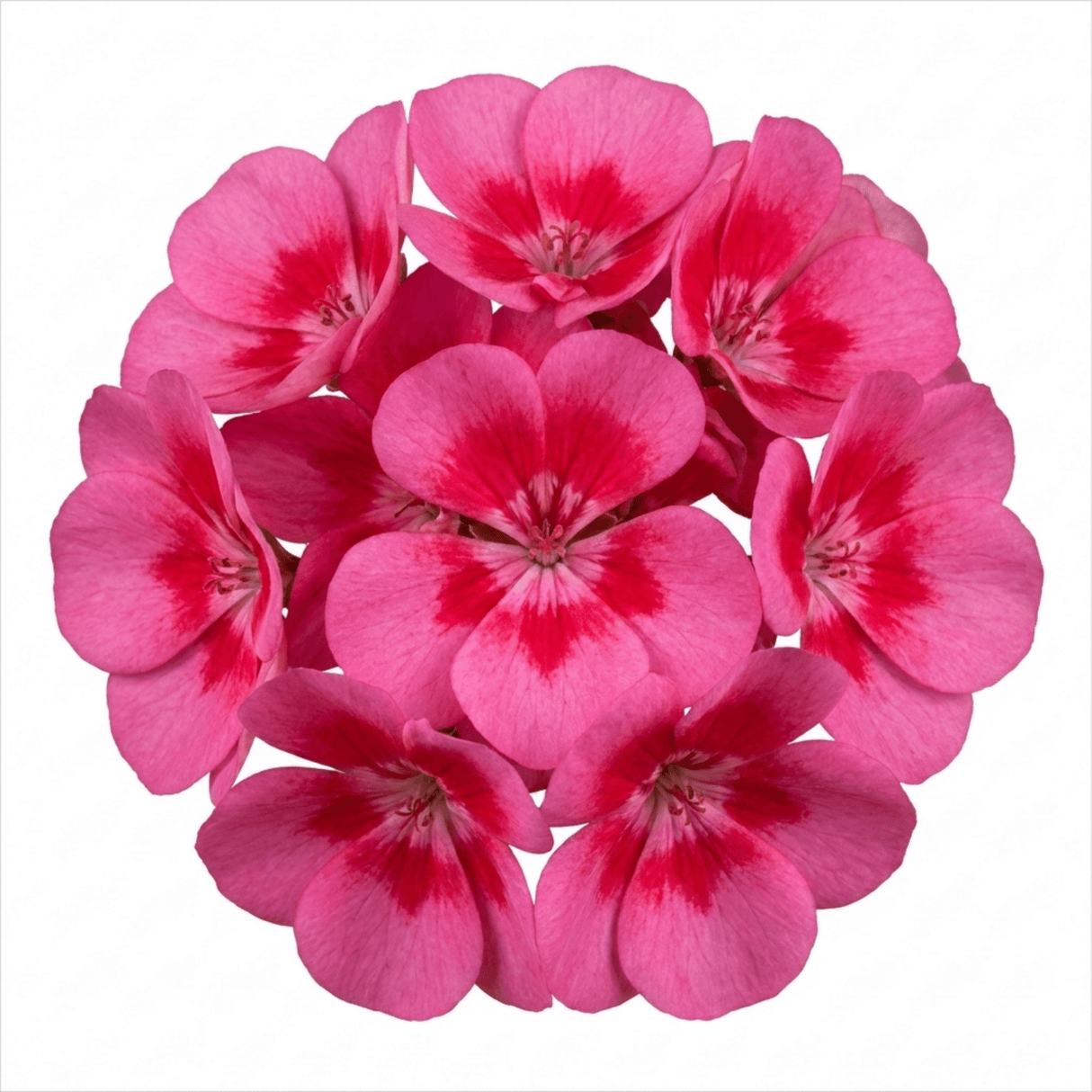 1 Geranium Calliope Rose Splash Plant, Premium Summer Bedding, Garden Ready, 5 Litre Root Ball - Frankton's