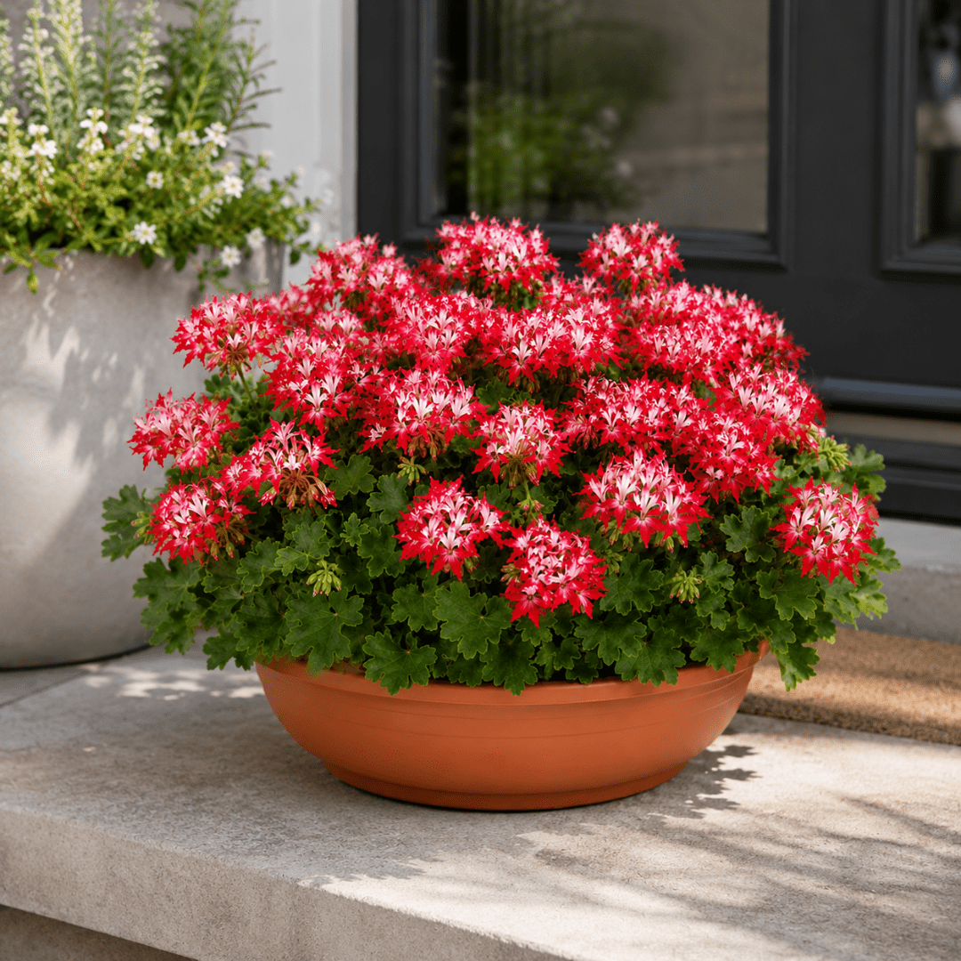 1 Geranium Summer Twist Red White, Hardy Outdoor Garden Ready Flowering Plant, 21cm Root-Ball - Frankton's