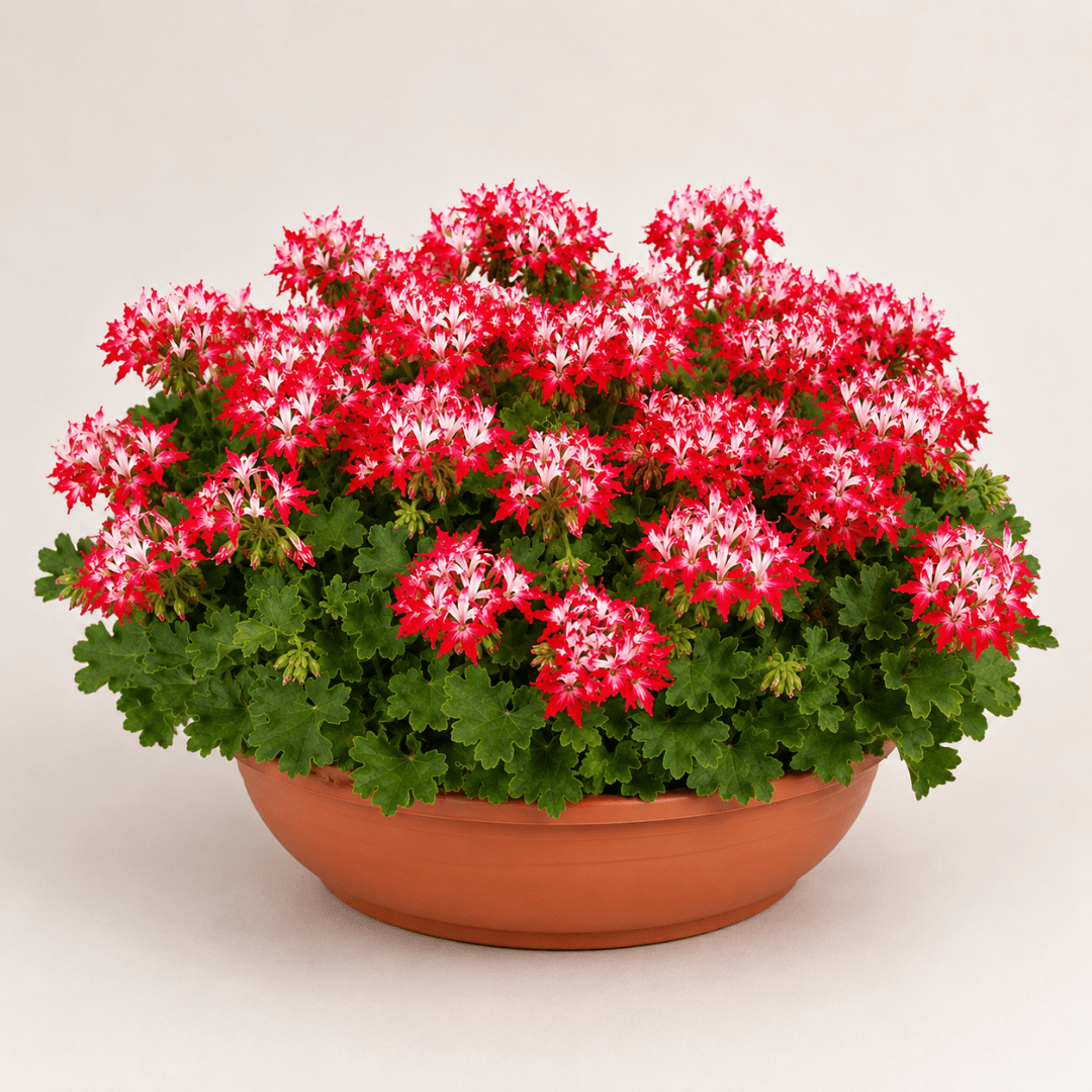1 Geranium Summer Twist Red White, Hardy Outdoor Garden Ready Flowering Plant, 21cm Root-Ball - Frankton's