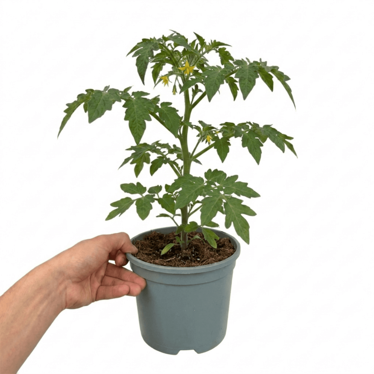 1 Golden Sunrise Tomato Plant, Live Heirloom Yellow Tomato, Outdoor Garden Ready, 2 Litre Root Ball - Frankton's