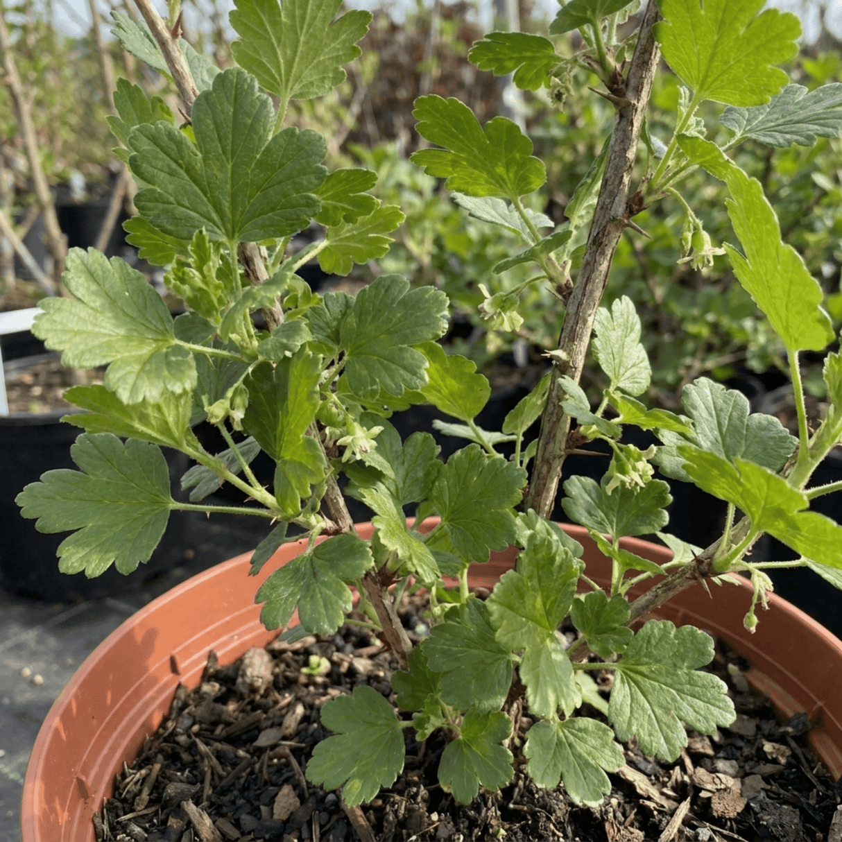 1 Gooseberry Invicta Bush, Hardy Self Fertile Fruit Plant, Easy Grow Disease Resistant, 2 Litre Root Ball - Frankton's