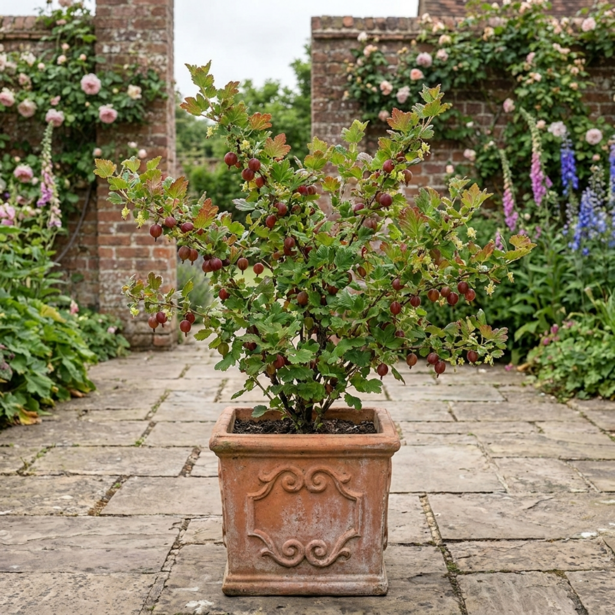 1 Gooseberry Murcurines Plant, Self Fertile Hardy Fruit Bush for Garden, 17cm Root-Ball - Frankton's