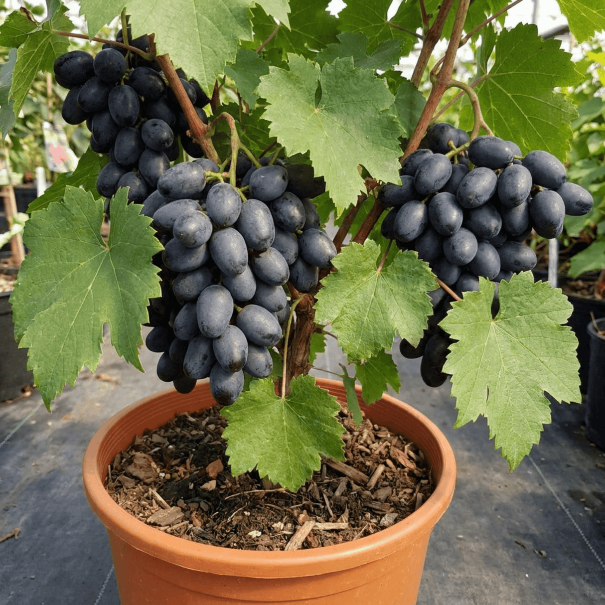 1 Grape Vitis Attiki Black Grapevine Plant, Hardy Outdoor Garden Ready, 3 Litre Root Ball - Frankton's