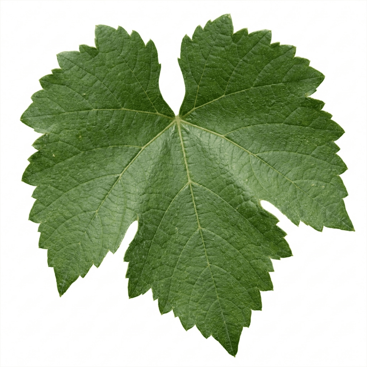 1 Grape Vitis Sulima White Vine Plant, Self Pollinating Hardy Outdoor Garden Ready, 3 Litre Root-Ball - Frankton's