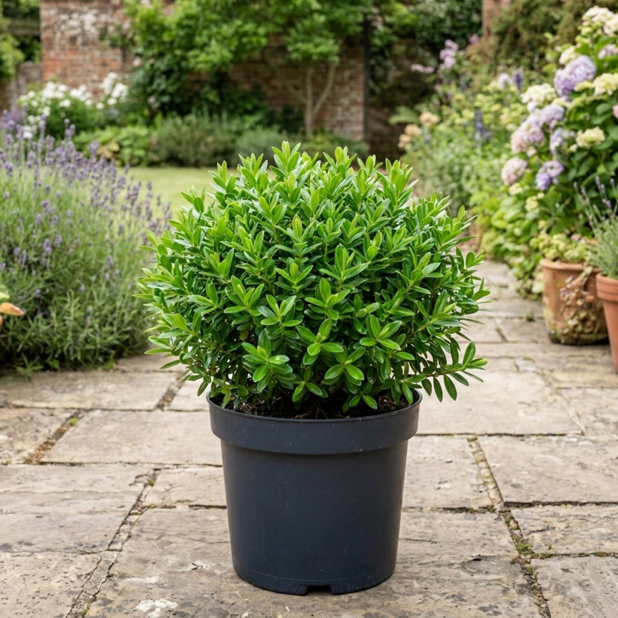 1 Hebe Emerald Gem Hardy Perennial Plant, Compact Evergreen Flowering Shrub, 2 Litre Root Ball - Frankton's