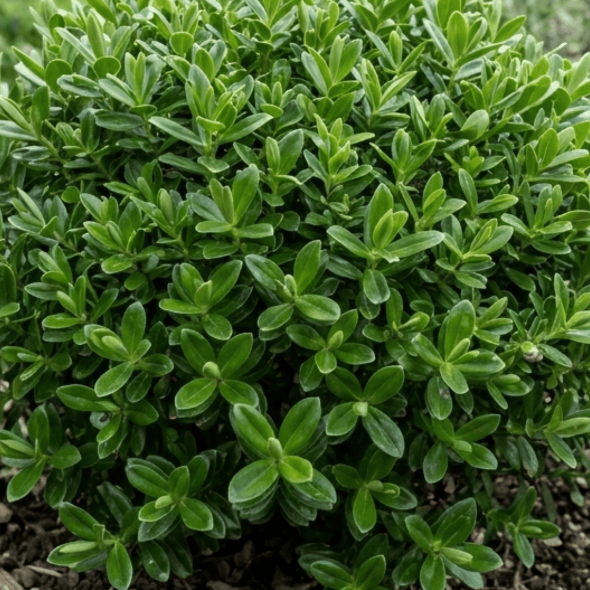 1 Hebe Emerald Gem Hardy Perennial Plant, Compact Evergreen Flowering Shrub, 2 Litre Root Ball - Frankton's