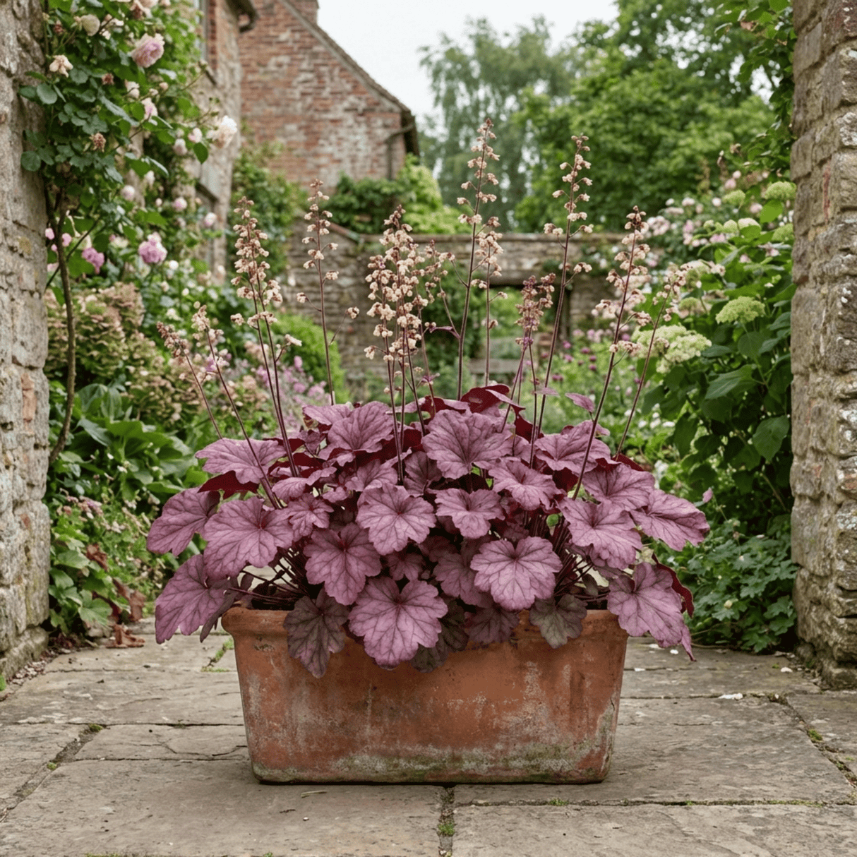 1 Heuchera Wild Rose Coral Bells, Shade Loving Hardy Evergreen Perennial Plant, 2 Litre Root Ball - Frankton's