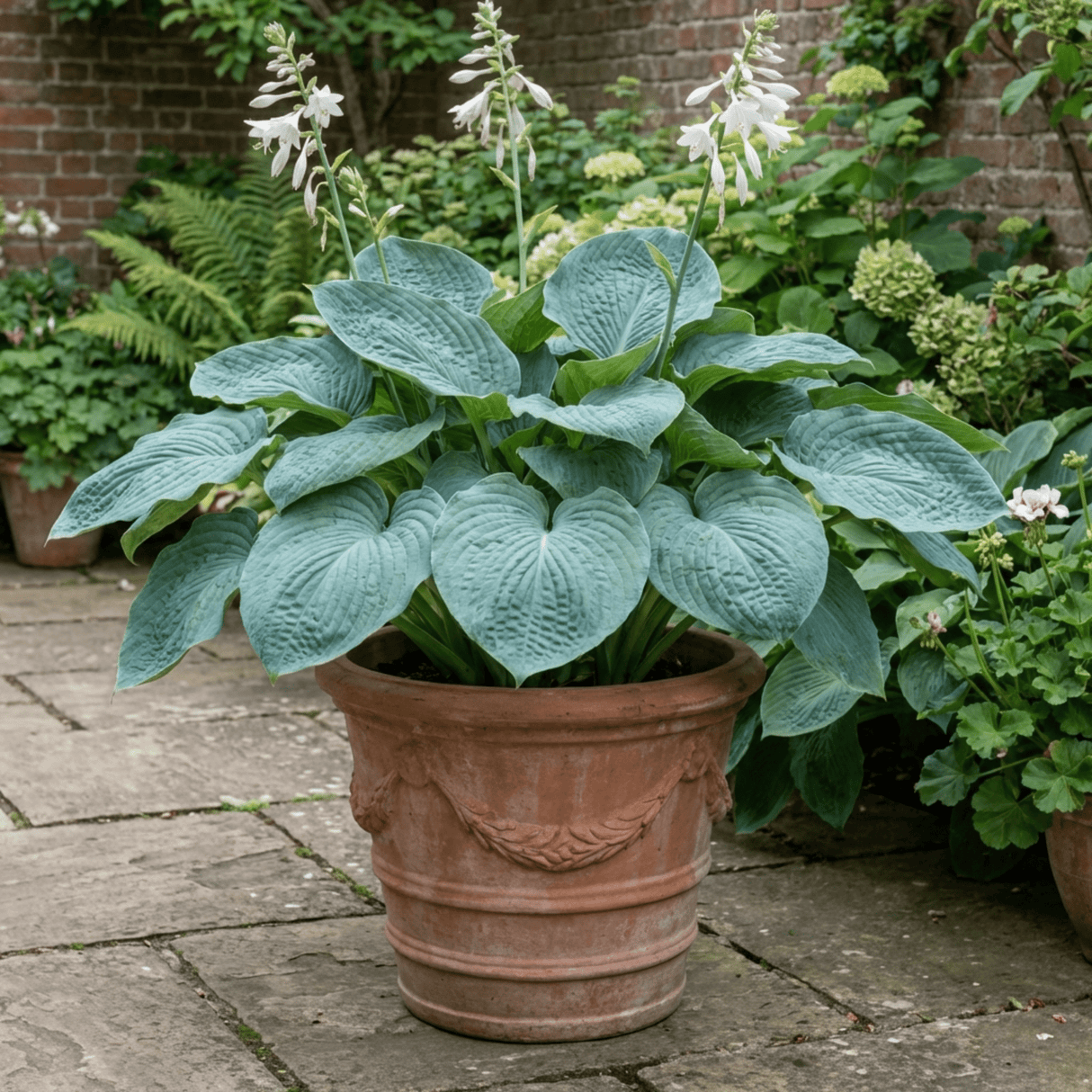 1 Hosta Blue Mammoth Plant, Large Outdoor Garden Ready Hardy Perennial for Shade, 17cm/2 Litre Root Ball - Frankton's