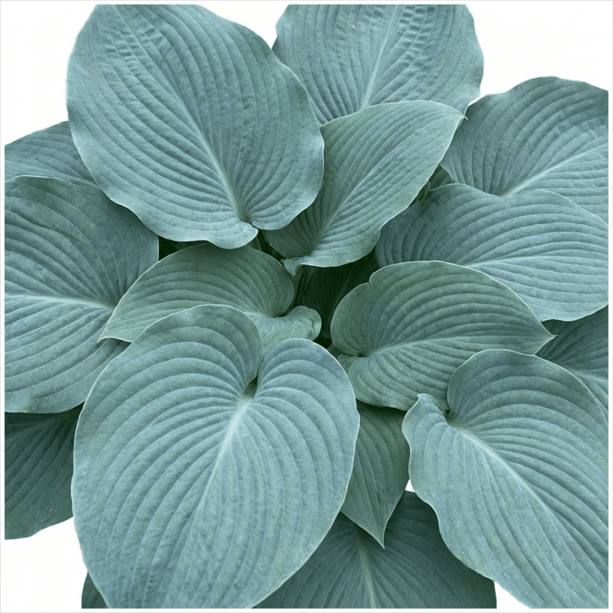 1 Hosta Blue Mammoth Plant, Large Outdoor Garden Ready Hardy Perennial for Shade, 17cm/2 Litre Root Ball - Frankton's