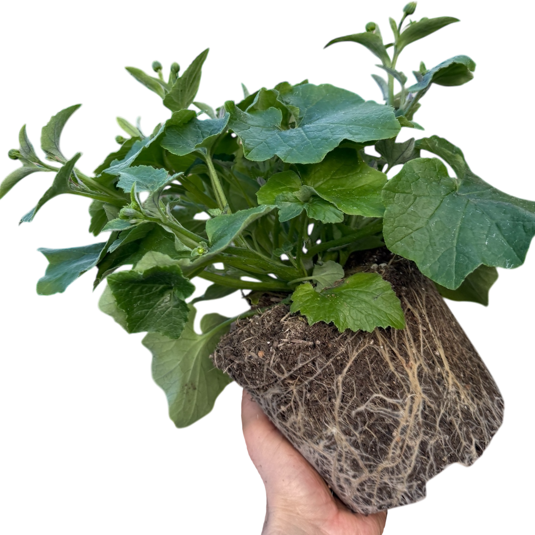 1 Large Bedding Plant - Senetti Blue Bicolour, Outdoor Garden Ready, 2L Pot - Frankton's